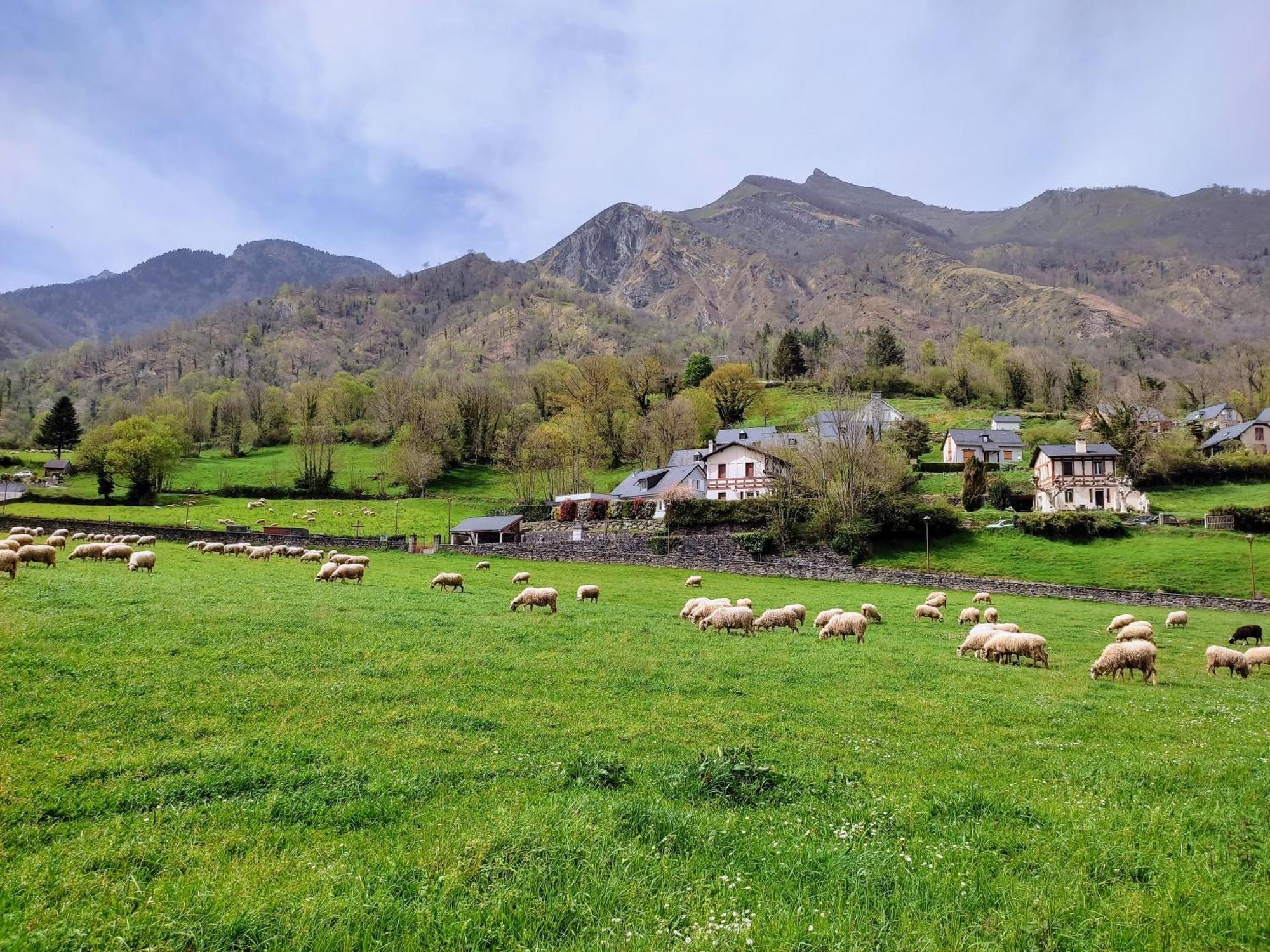 Appartement Chaleureux En Coeur De Station Laruns